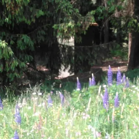 Comfortable In Near Forest *